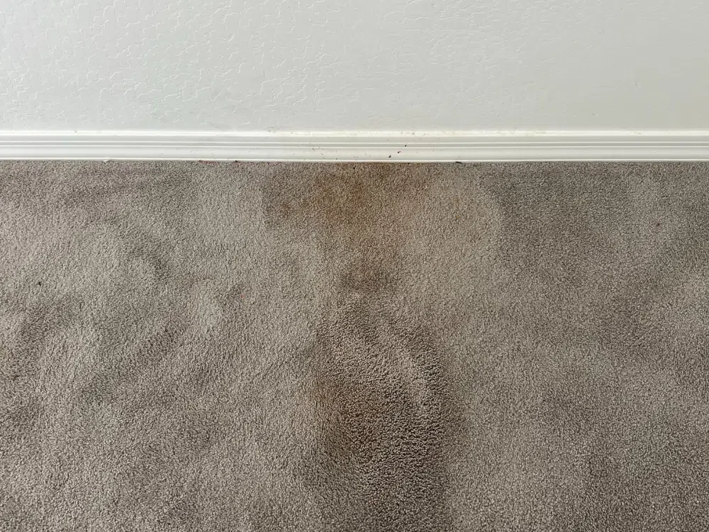 Professional pet stain & odor removal service in AZ by Wharton Carpet Cleaning