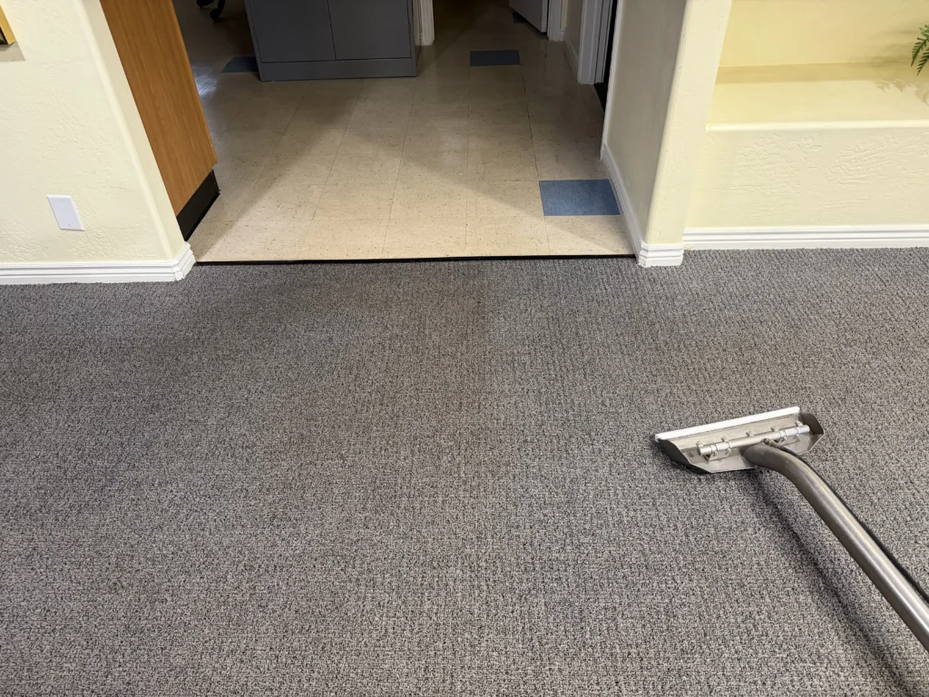 Professional pet stain removal from carpet in Phoenix, AZ