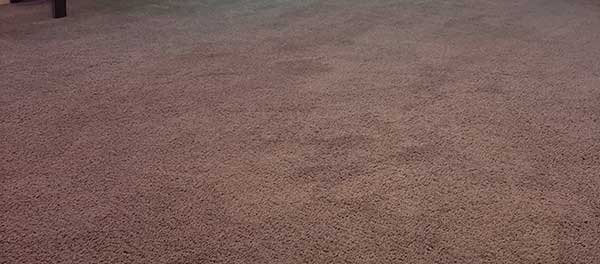 Carpet Cleaning in Tempe, AZ